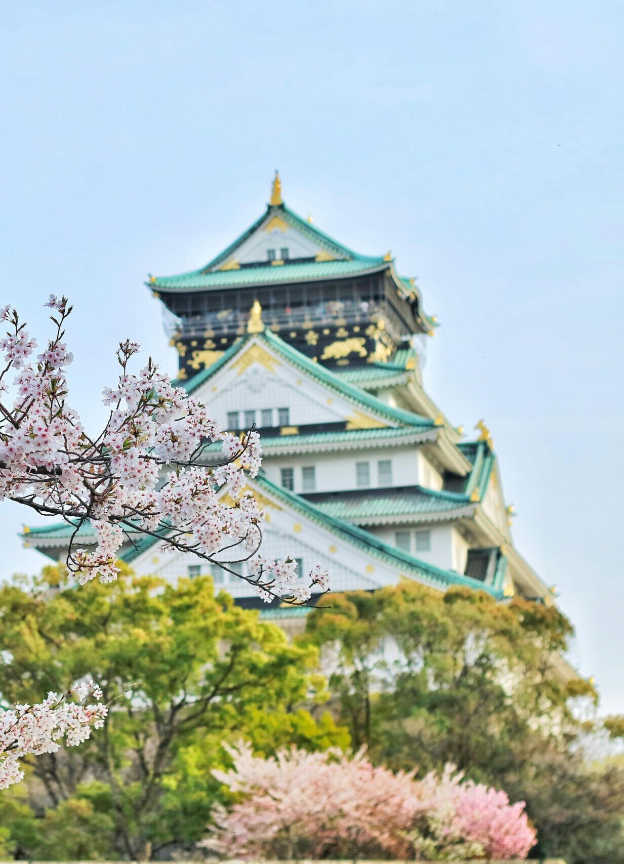 Capture of Osaka Castle surrounded by beautiful cherry blossoms during spring. A stunning blend of nature and architecture.